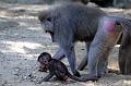 2010-08-24 (641) Aanranding en mishandeling gebeurd ook in de apenwereld